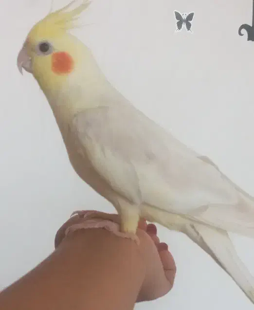 عروس هلندی نر|پرنده|شیروان (خراسان), |دیوار