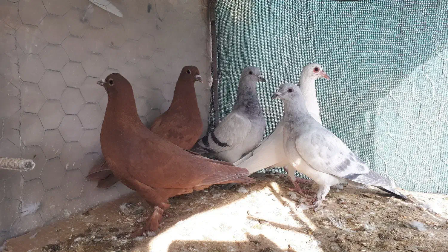 جوجه گلی جوجه سبز|پرنده|زرند, |دیوار