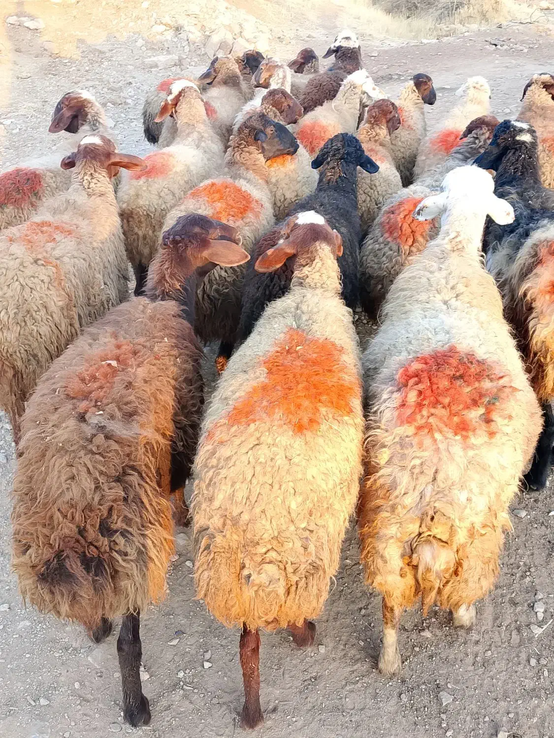 گوسفند شیشک|حیوانات مزرعه|سنندج, |دیوار