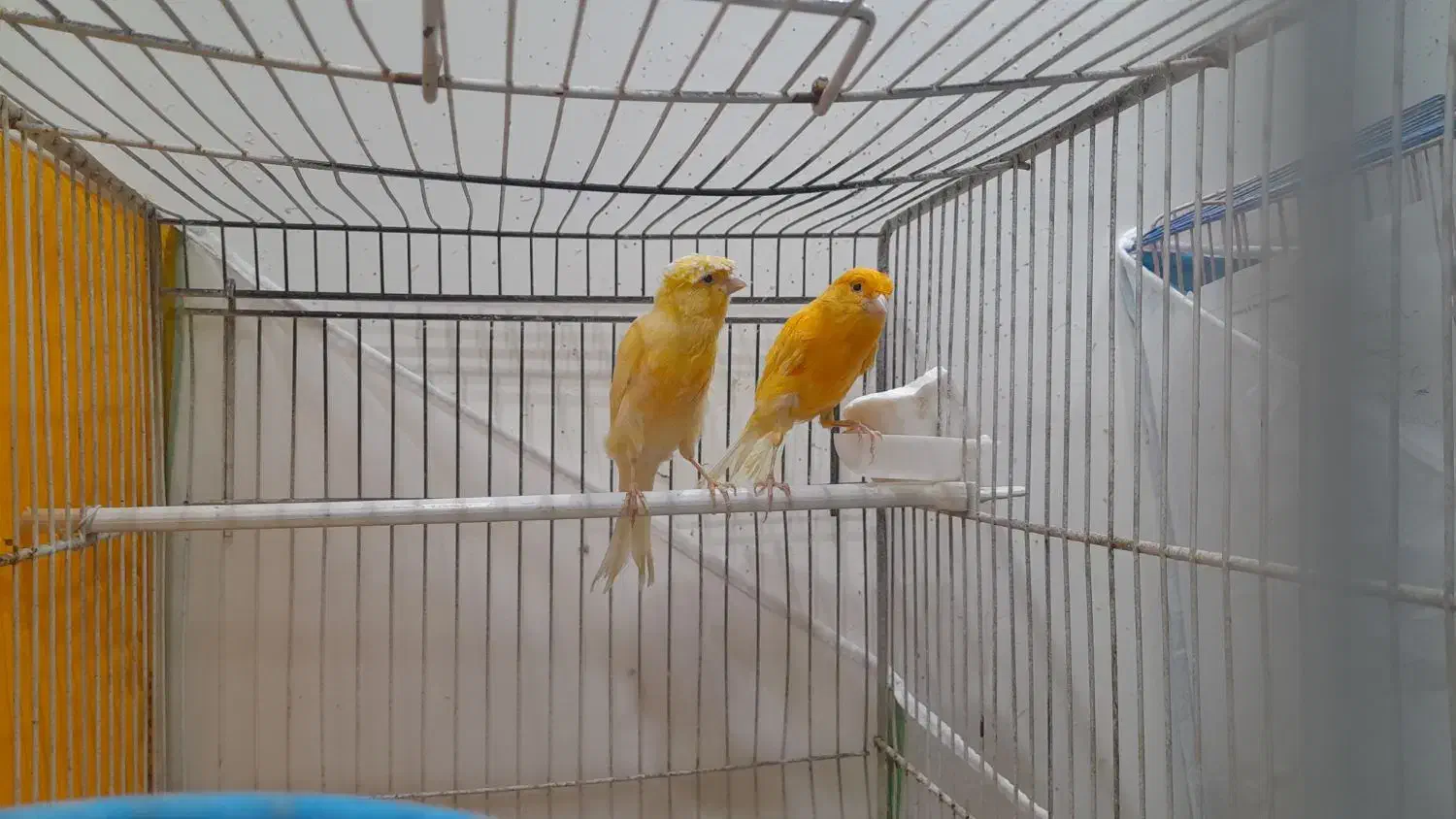 ۴ عدد قناری|پرنده|تربت‌حیدریه, یحیی آباد|دیوار