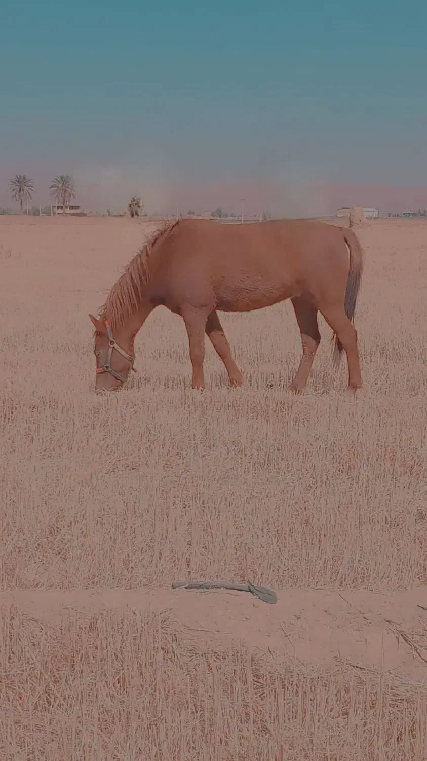 اسب|اسب و تجهیزات اسبسواری|فسا, |دیوار