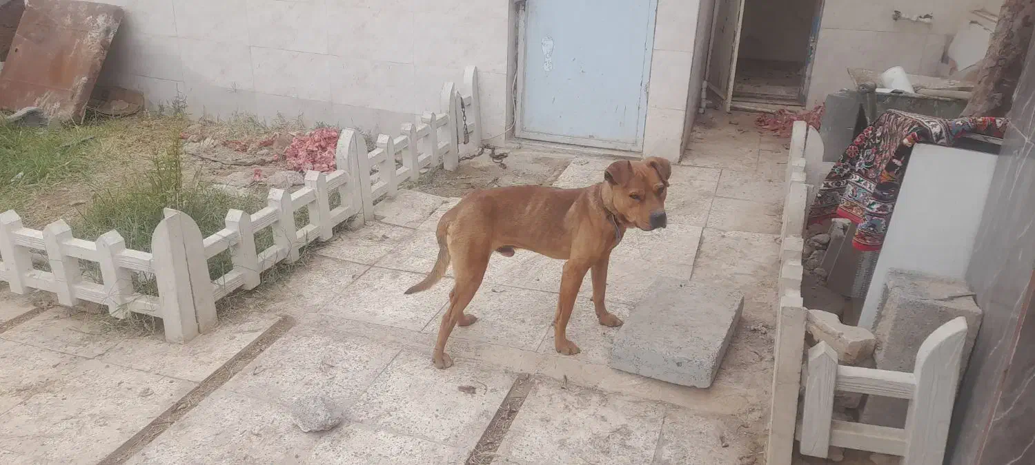 پیتبول نر|سگ|تهران, هرندی|دیوار