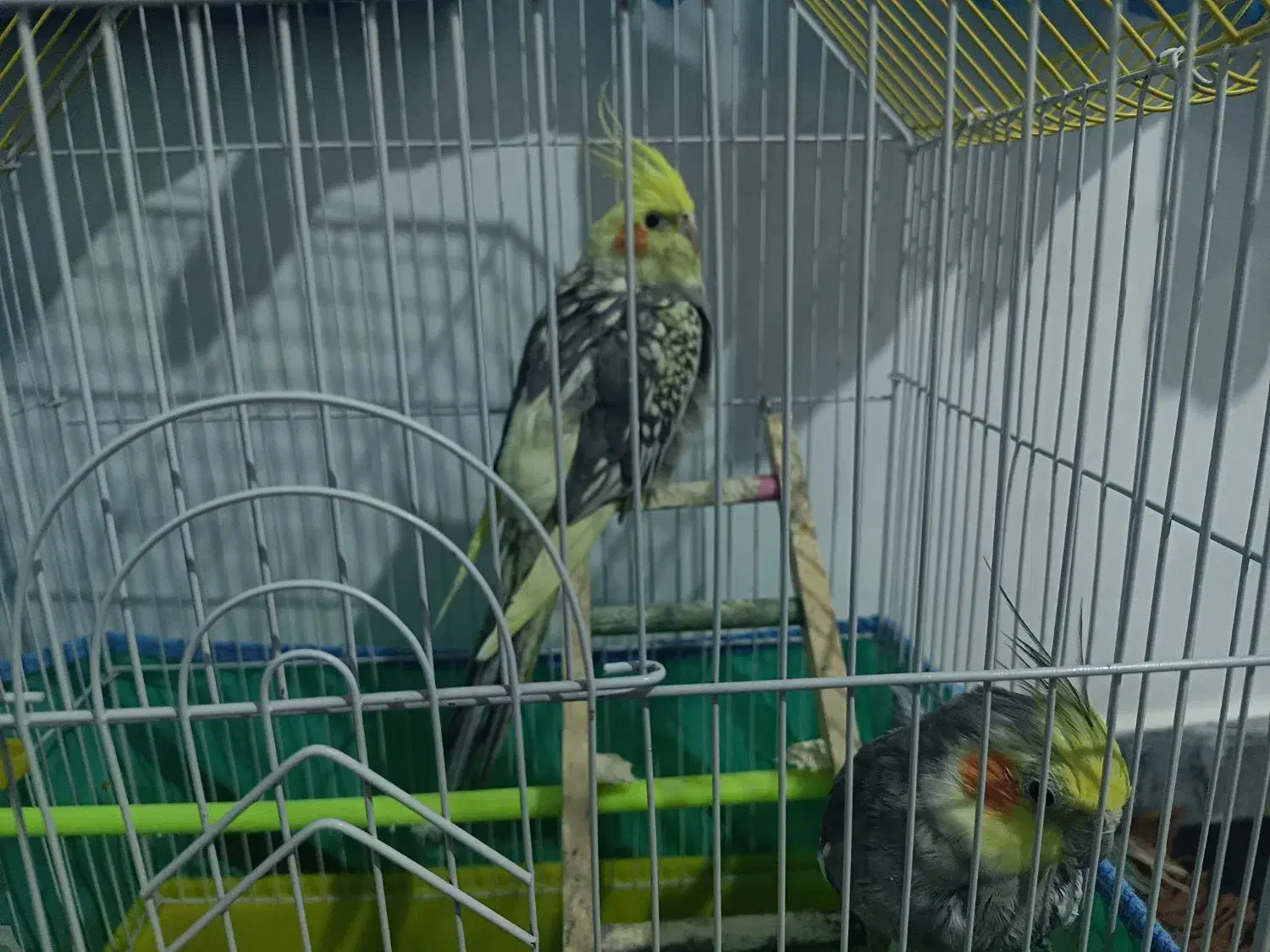 عروس هلندی|پرنده|مریوان, |دیوار