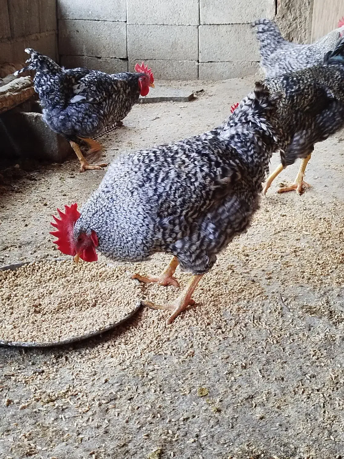 خروس پلیموت راک آمریکایی اصل|حیوانات مزرعه|عجب شیر, |دیوار