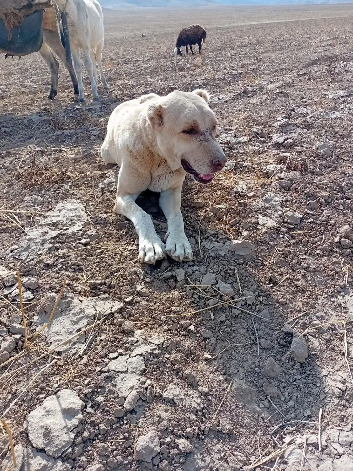 سرابی|سگ|رضویه, |دیوار