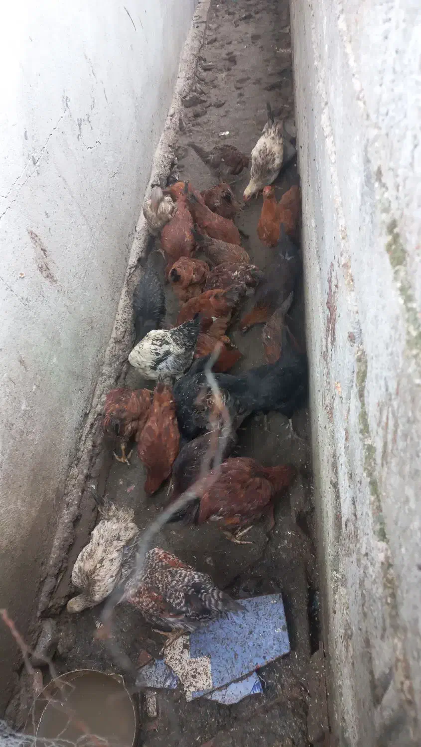 مرغ محلی|حیوانات مزرعه|زرگرشهر, |دیوار