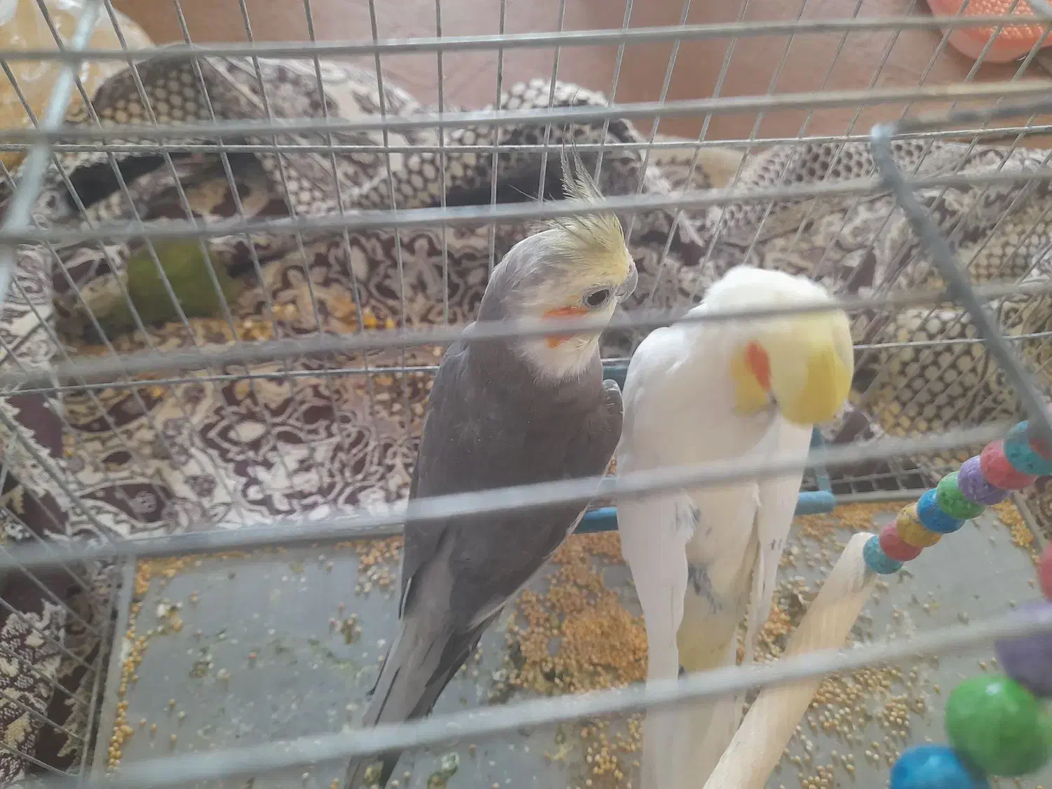 عروس هلندی معاوضه با جوجه عروس|پرنده|مزرعه کتول, |دیوار