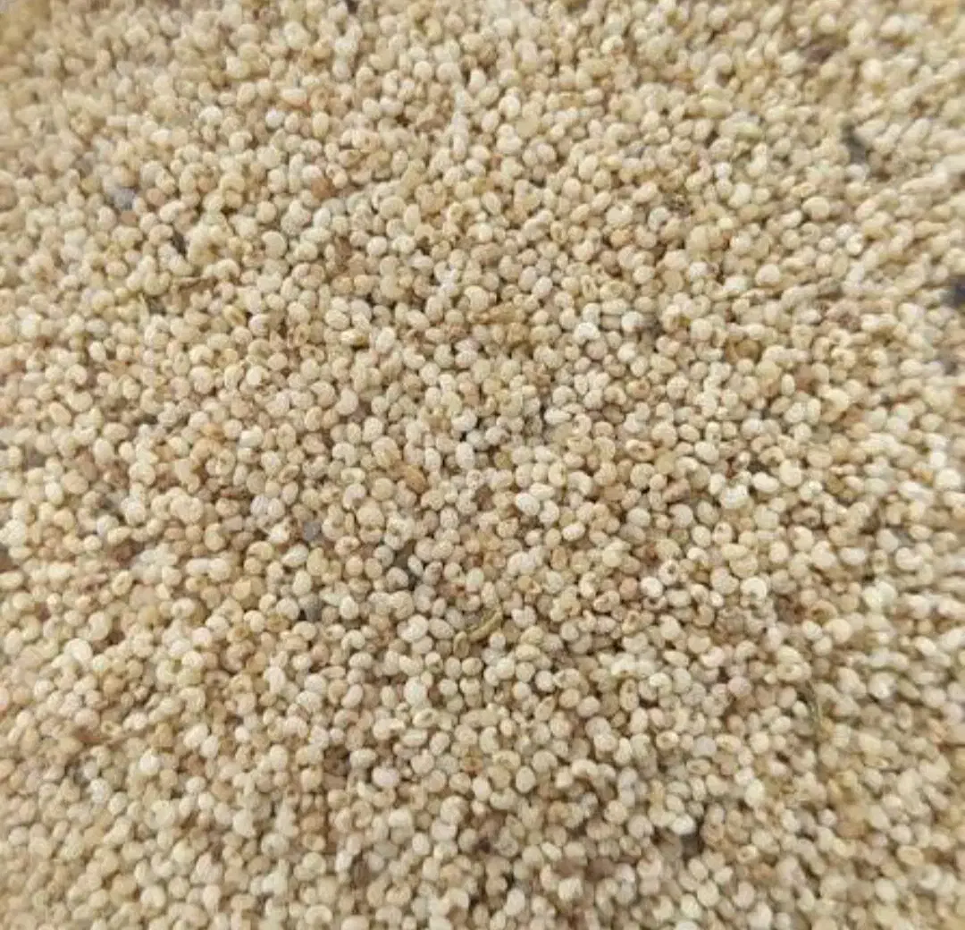 بذراصلاح شد|گل و گیاه طبیعی|چگنی, |دیوار