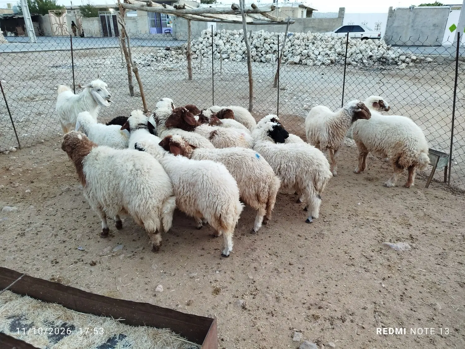 بره|حیوانات مزرعه|آبدانان, |دیوار