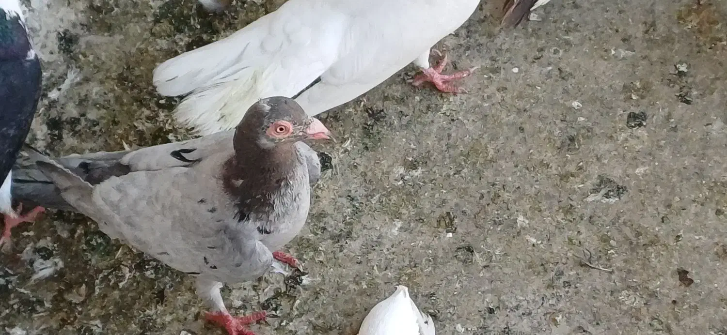 فروش کبوتر|پرنده|باوی, |دیوار