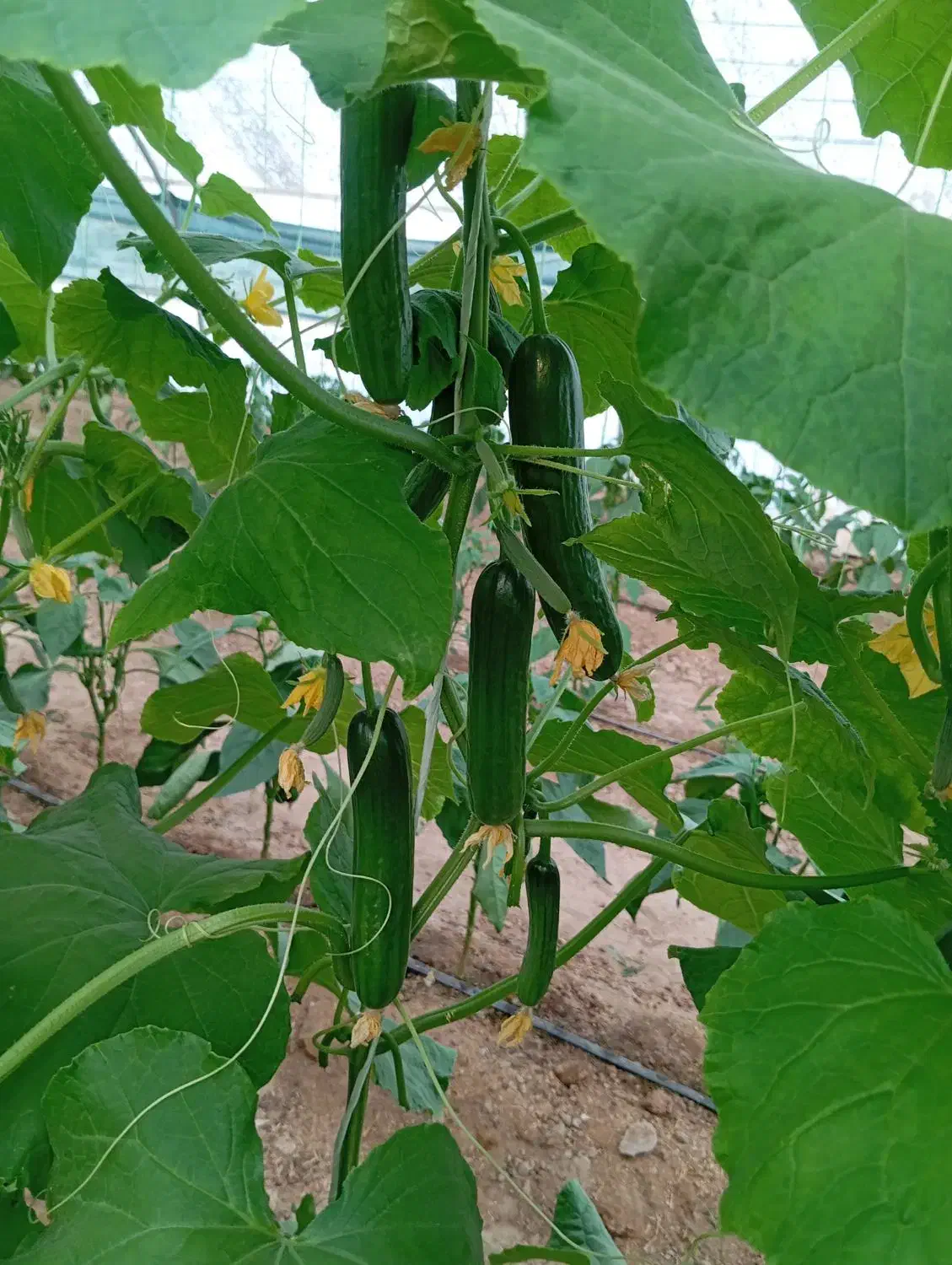 فلفل دلمه شیرین|خوردنی و آشامیدنی|هامون, |دیوار