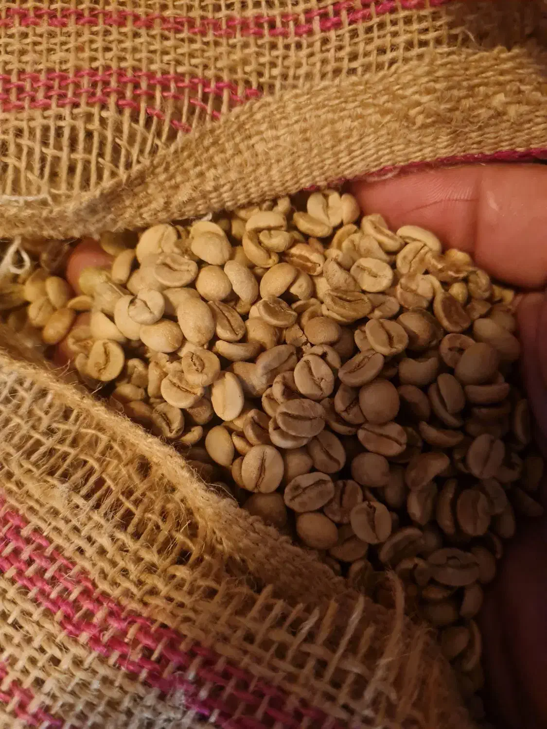 فروش عمده دان قهوه رست شده زیر قیمت بازار|کافی‌شاپ و رستوران|رباط‌کریم, نصیرشهر|دیوار