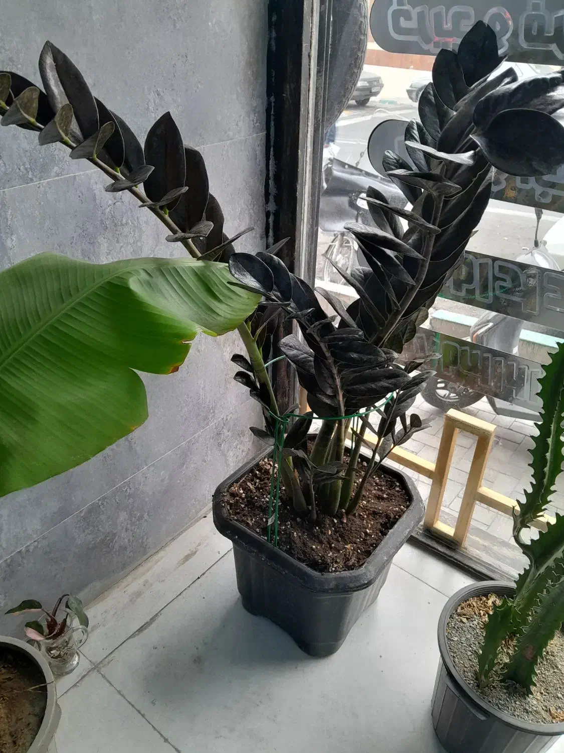 گل و گلدون کاملا حرفه ای متعلق به املاک|گل و گیاه طبیعی|تهران, آزادشهر|دیوار