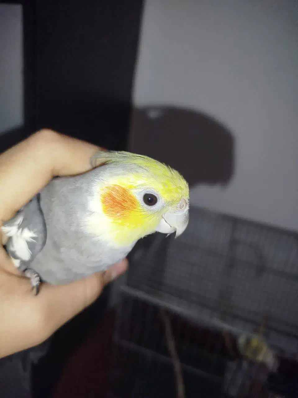 عروس هلندی نر ماده|پرنده|هشتگرد, هشتگرد قدیم|دیوار