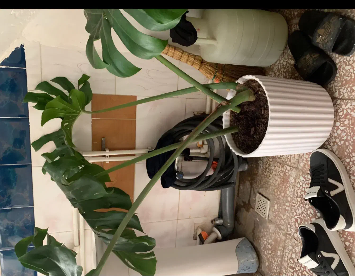 گل طبیعی|گل و گیاه طبیعی|پارس‌آباد, |دیوار