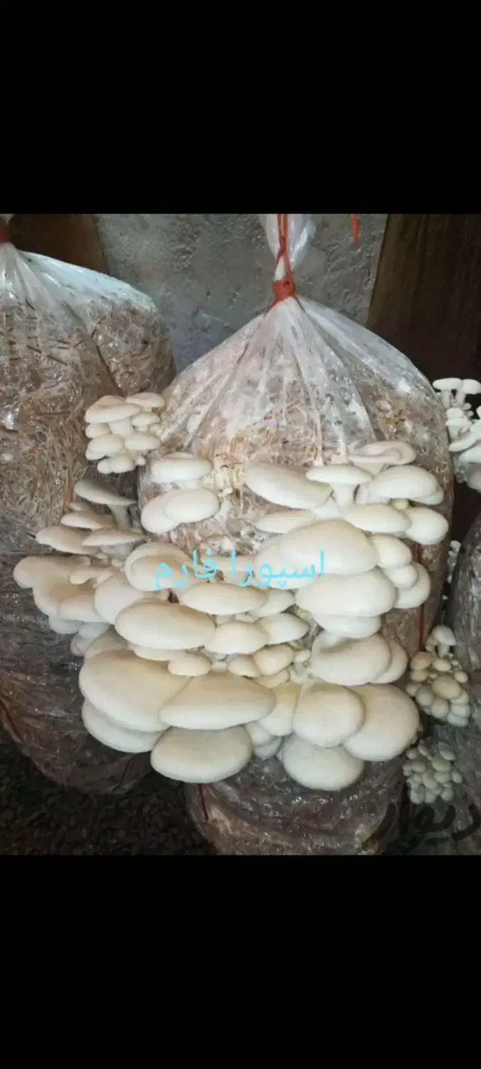 فروش بذر قارچ دکمه ای،صدفی، شیتاکه و یال شیر|گل و گیاه طبیعی|گرگان, |دیوار