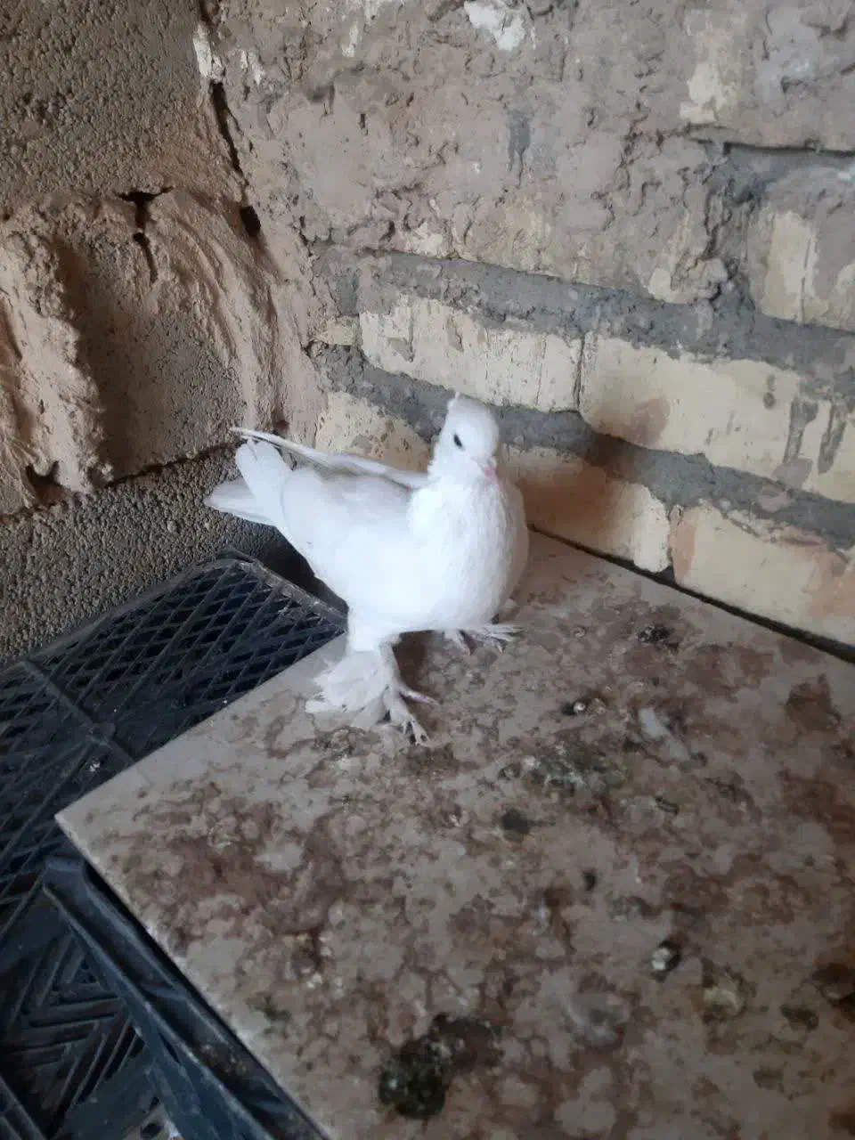 کفترنقش وصداکن|پرنده|خمینی‌شهر, |دیوار