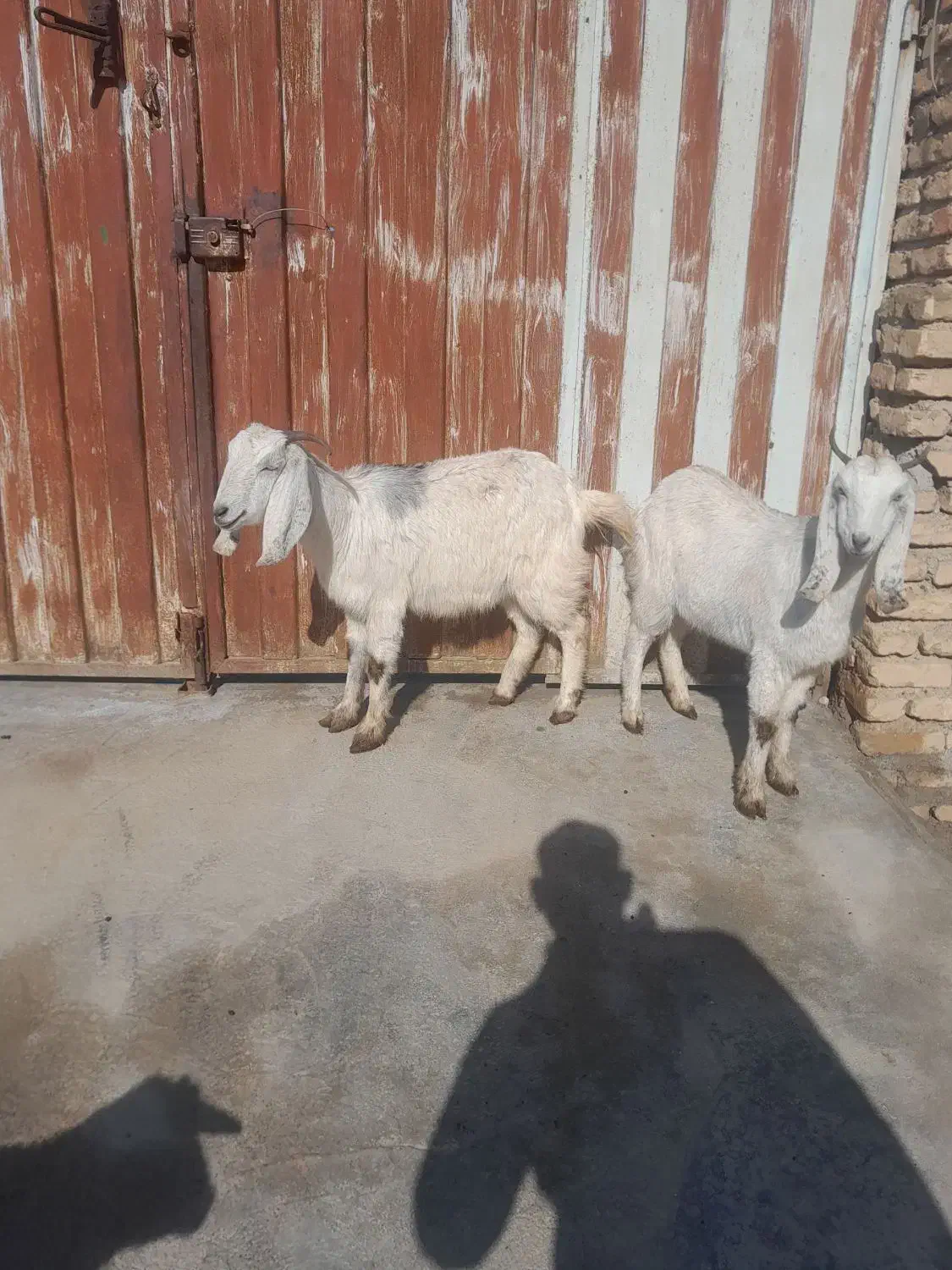 دو راس بز|حیوانات مزرعه|انبارآلوم, |دیوار