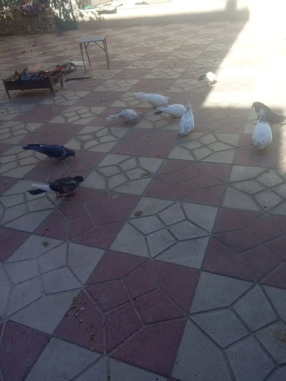 کبوتر|پرنده|کیار, |دیوار