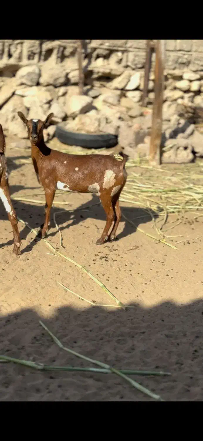 بزغاله قشنگ|حیوانات مزرعه|خرمشهر, |دیوار