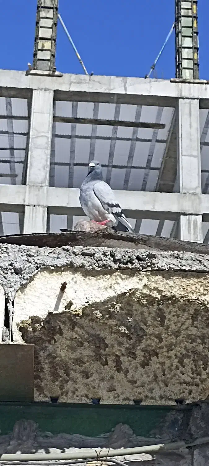 کبوتر پلاکی و دورگه|پرنده|هشتگرد, فاز ۷ مهستان|دیوار