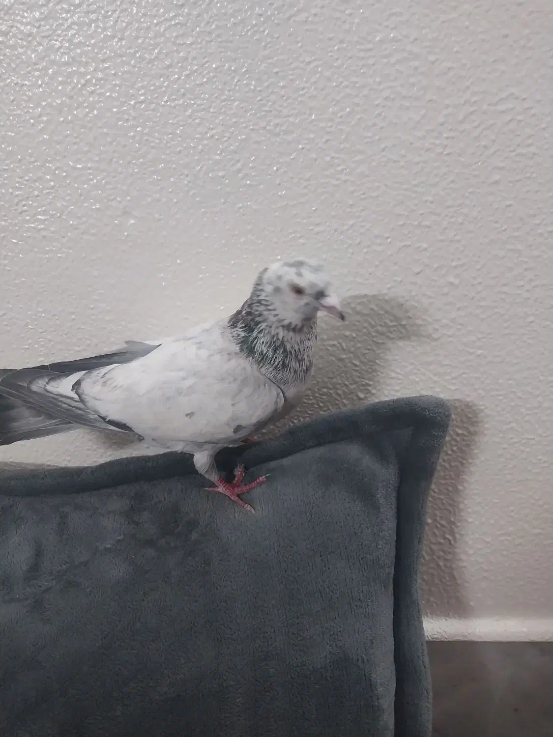 کبوتر تهرونی|پرنده|شاهین‌شهر, گزبرخوار|دیوار