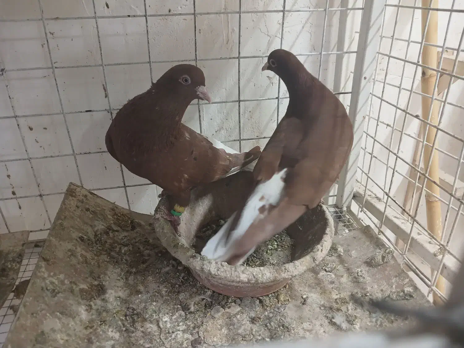 کبوتر دم سفید|پرنده|مشهد, شهرک امام هادی (شهرک غرب)|دیوار