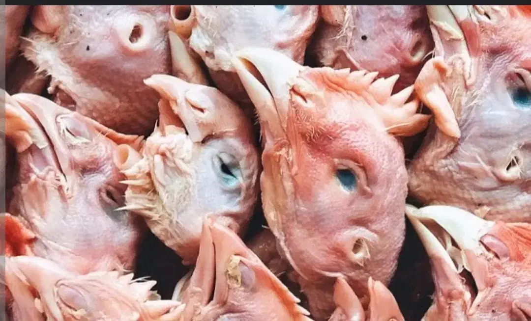 غذای سگ|لوازم جانبی حیوانات|تهران, قلمستان|دیوار