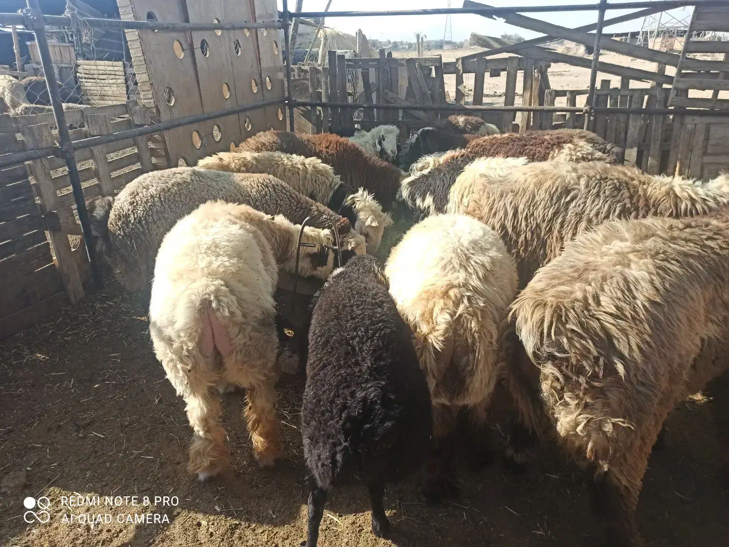 بره نر|حیوانات مزرعه|مرودشت, شهرک مهدیه|دیوار