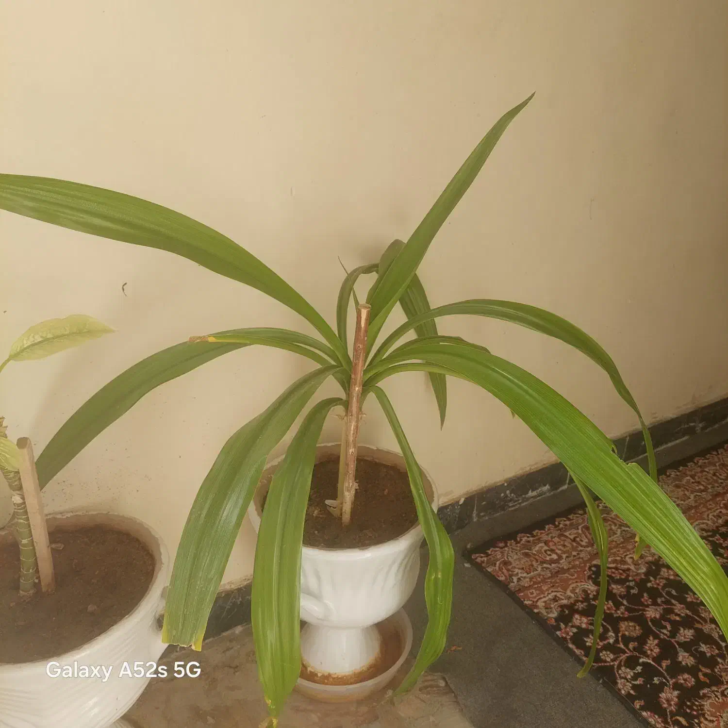 فروش گل|گل و گیاه طبیعی|شیراز, شیشه‌گری|دیوار