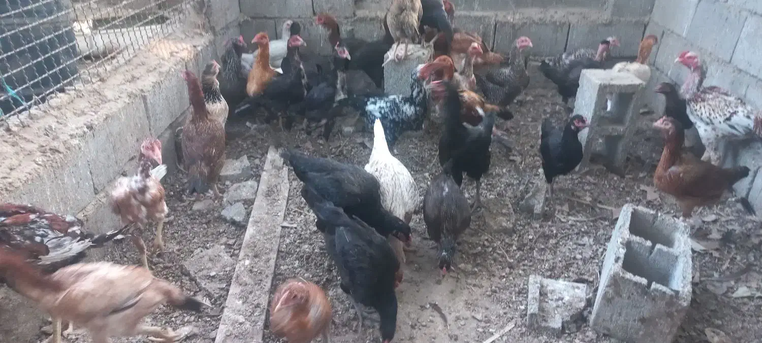 مرغ بومی|حیوانات مزرعه|تخت, |دیوار