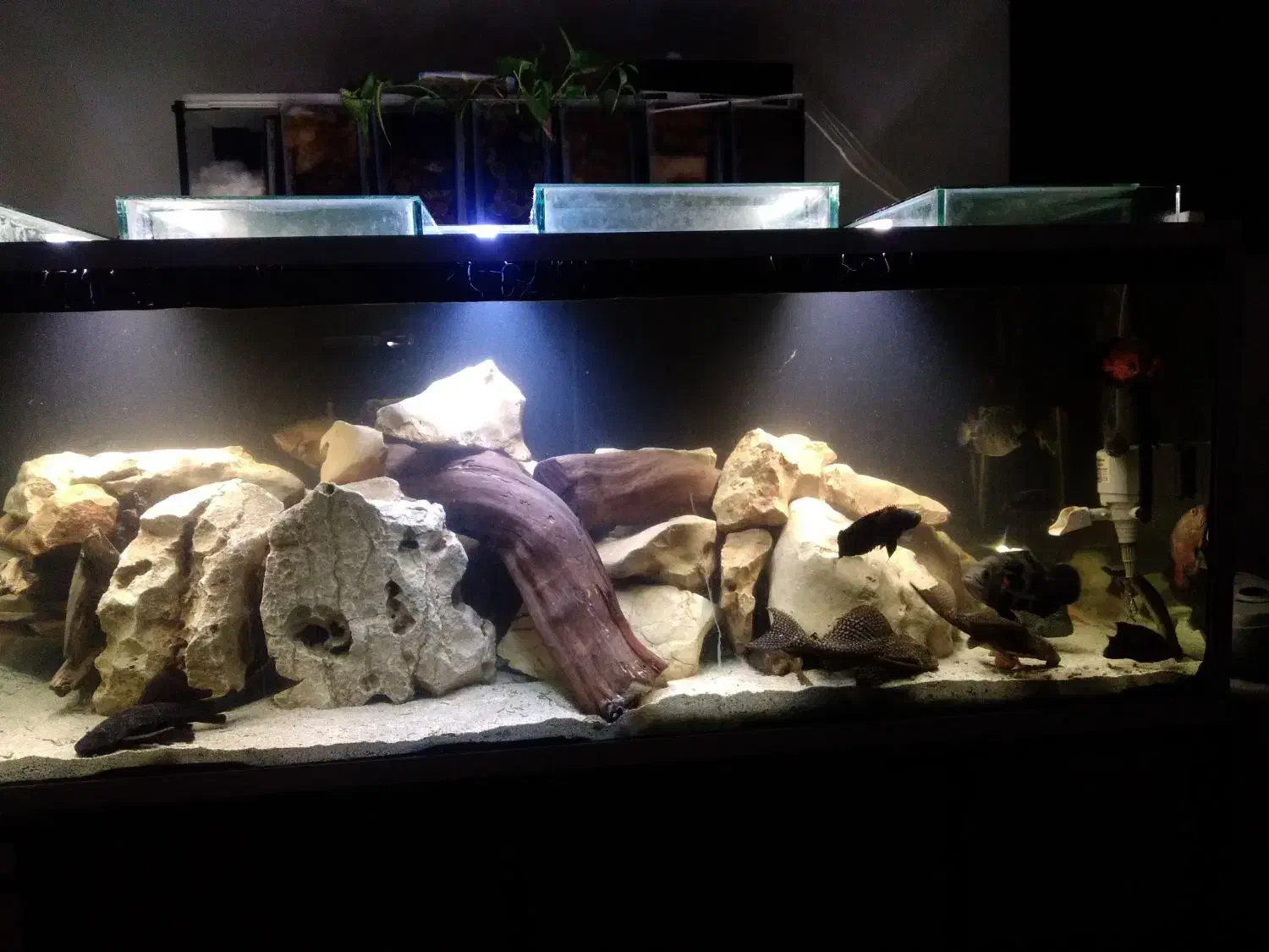 ماهی گوشتخوار|ماهی|فسا, |دیوار