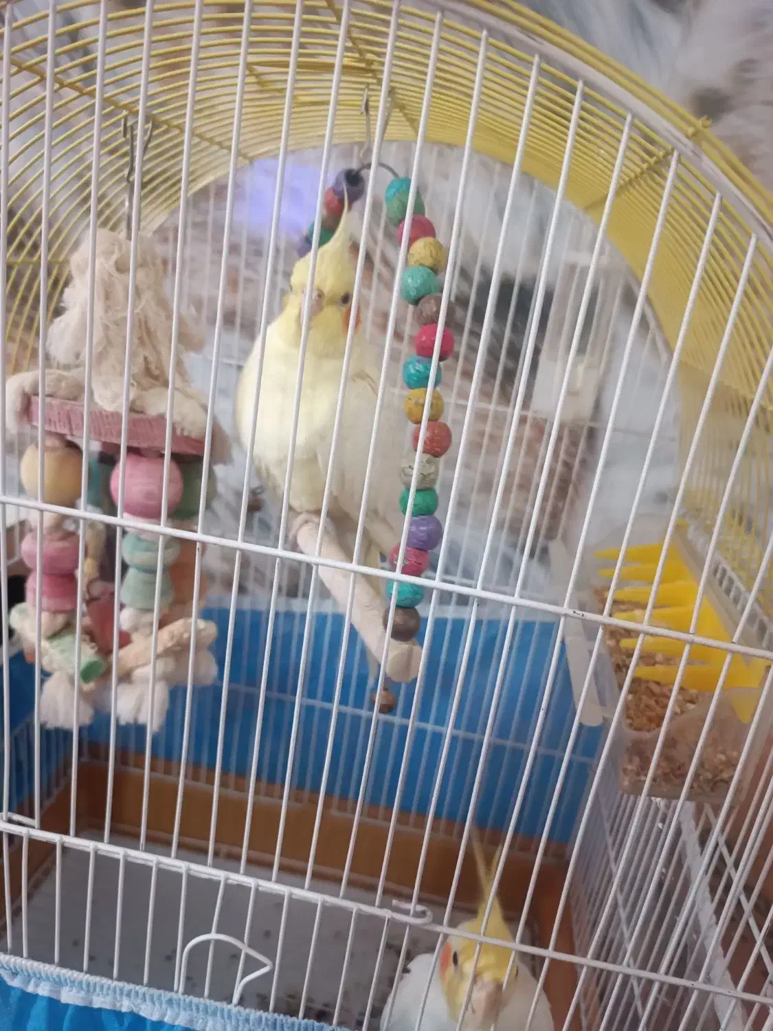 یک جفت عروس هلندی بامزه نر و ماده|پرنده|بوکان, |دیوار