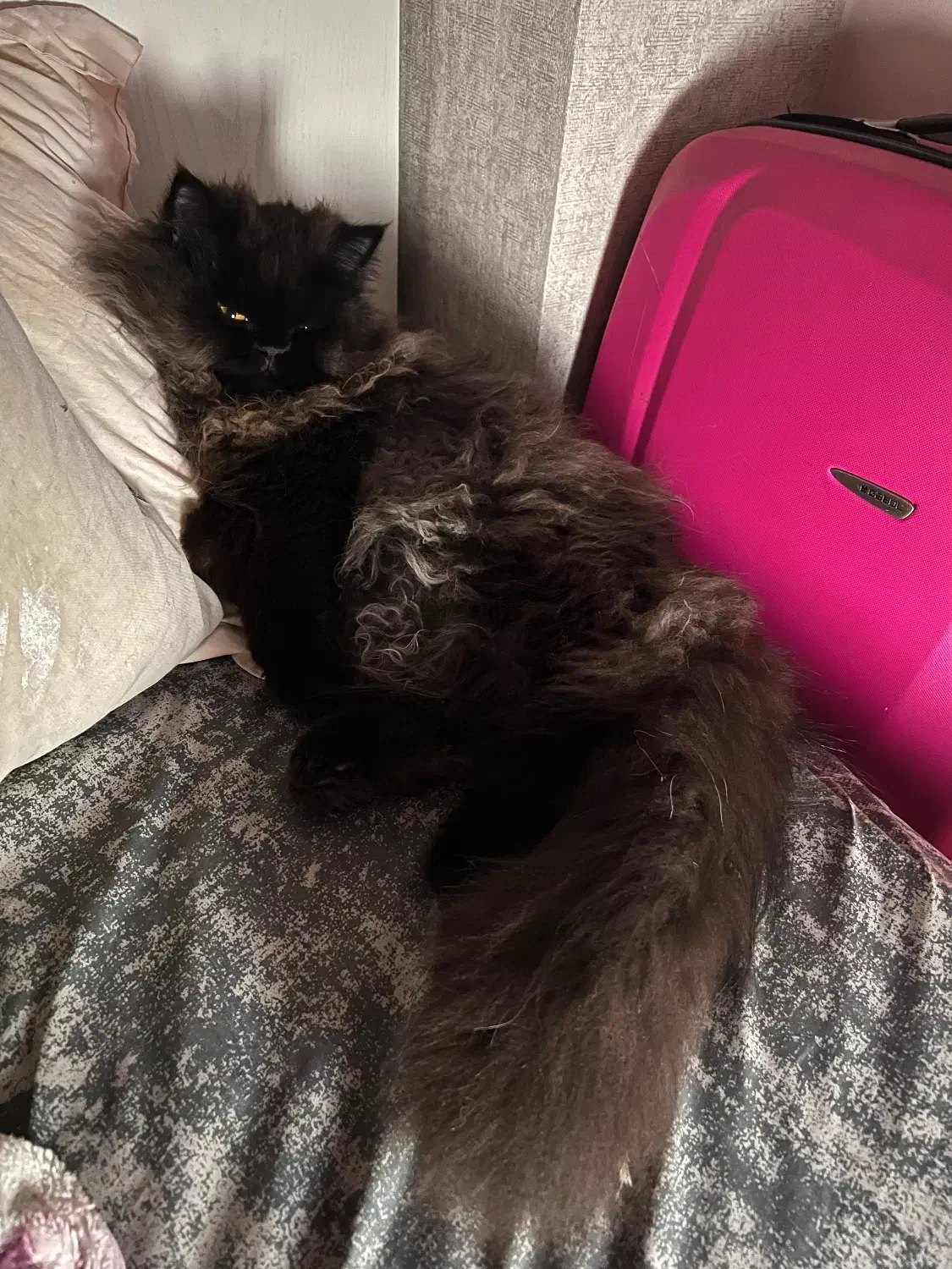 گربه پرشین اصیل نر|گربه|رشت, دیلمان|دیوار