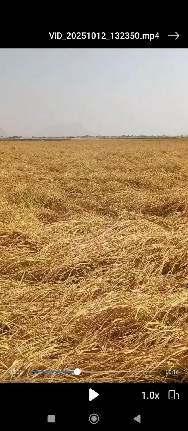 اجاره3 هکتار زمین کشاورزی درروستای رامجردی رامجرد|اجارهٔ دفتر صنعتی، کشاورزی، تجاری|درودزن, |دیوار