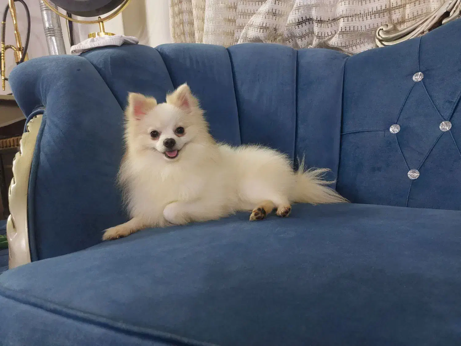 پامر پسر خوشکل|سگ|ساری, |دیوار