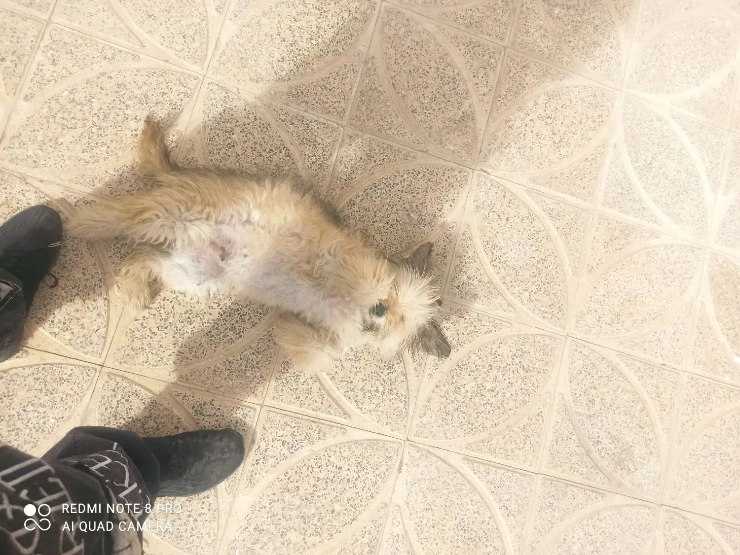 سگ خانگی|سگ|معصومیه, |دیوار