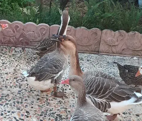 غاز|حیوانات مزرعه|شفت, |دیوار