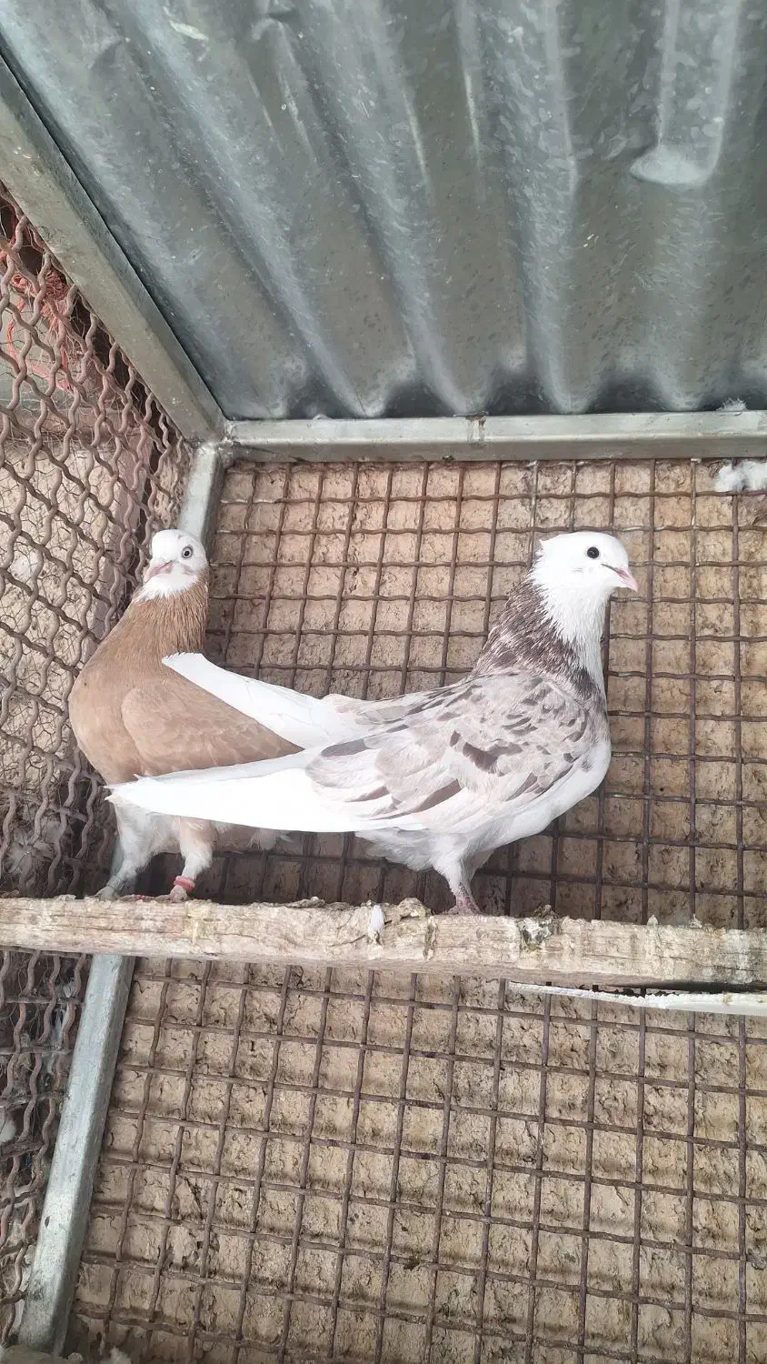 سرور و زرد|پرنده|مبارکه, |دیوار