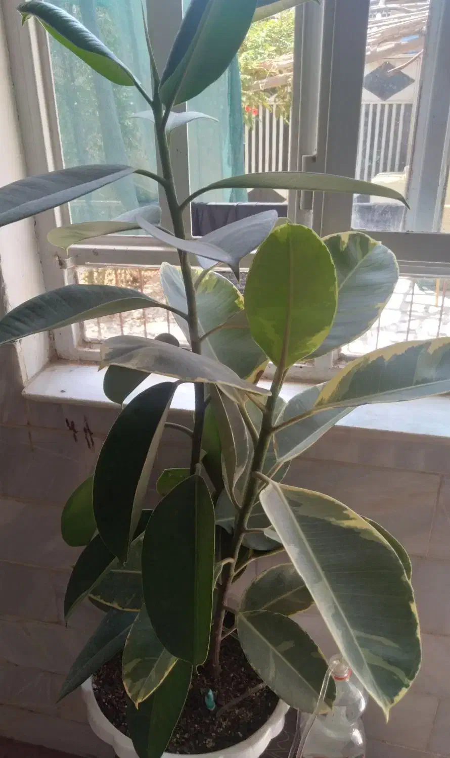 گلهای خانگی|گل و گیاه طبیعی|میبد, |دیوار