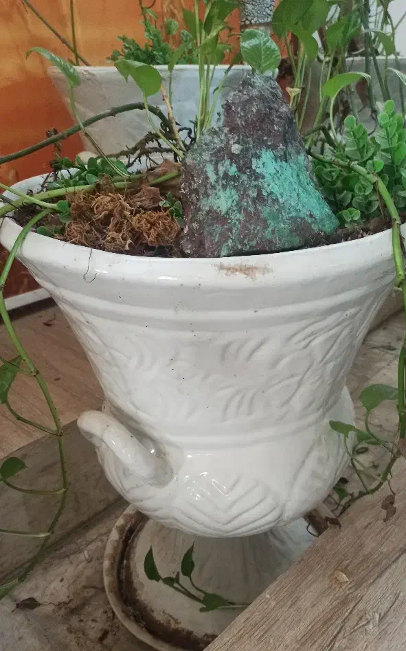 گلدان سفالی|گل و گیاه طبیعی|مشهد, چهارچشمه|دیوار