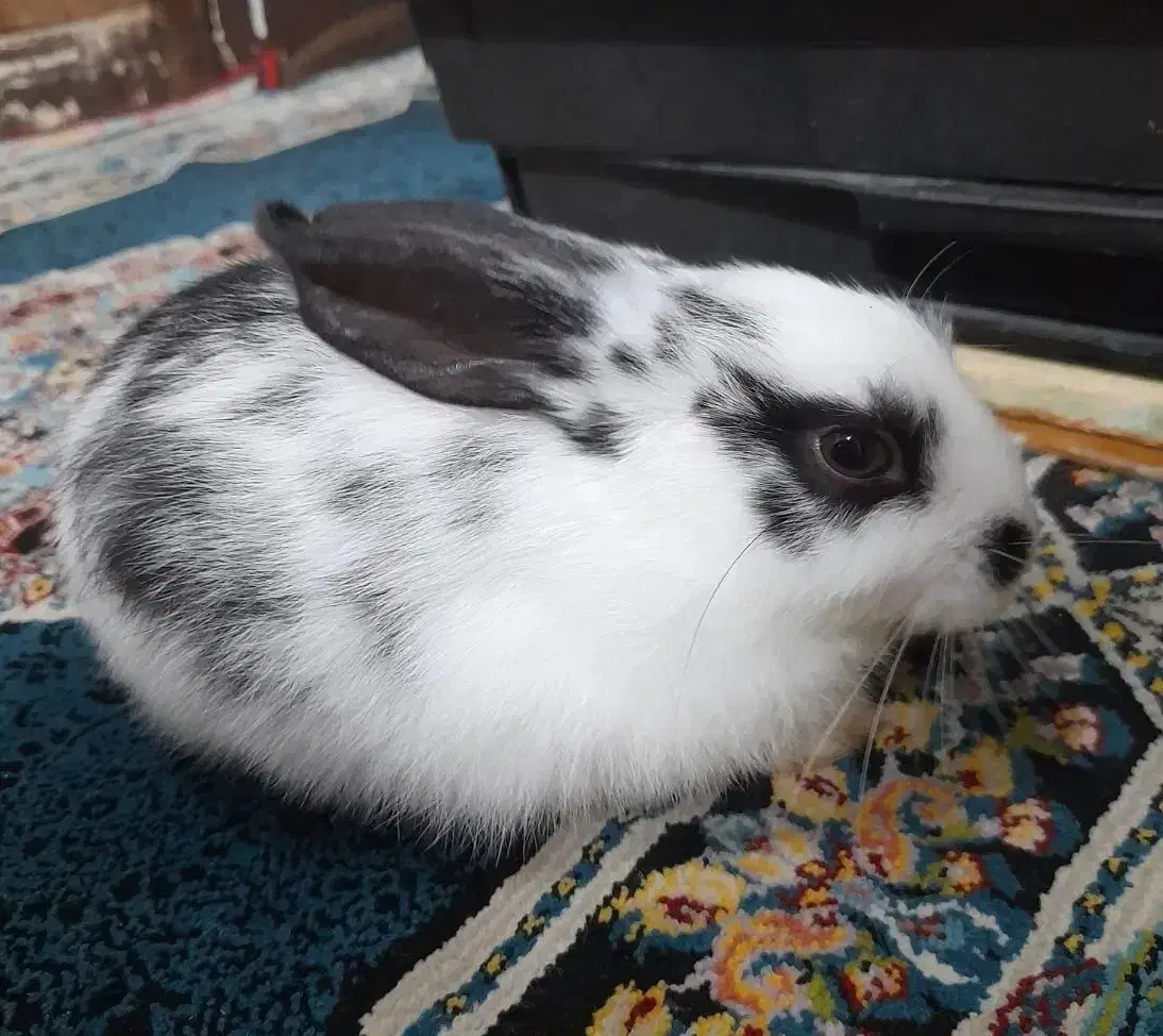 خرگوش سفید و سیاه خوشگل|موش و خرگوش|اهواز, امانیه|دیوار