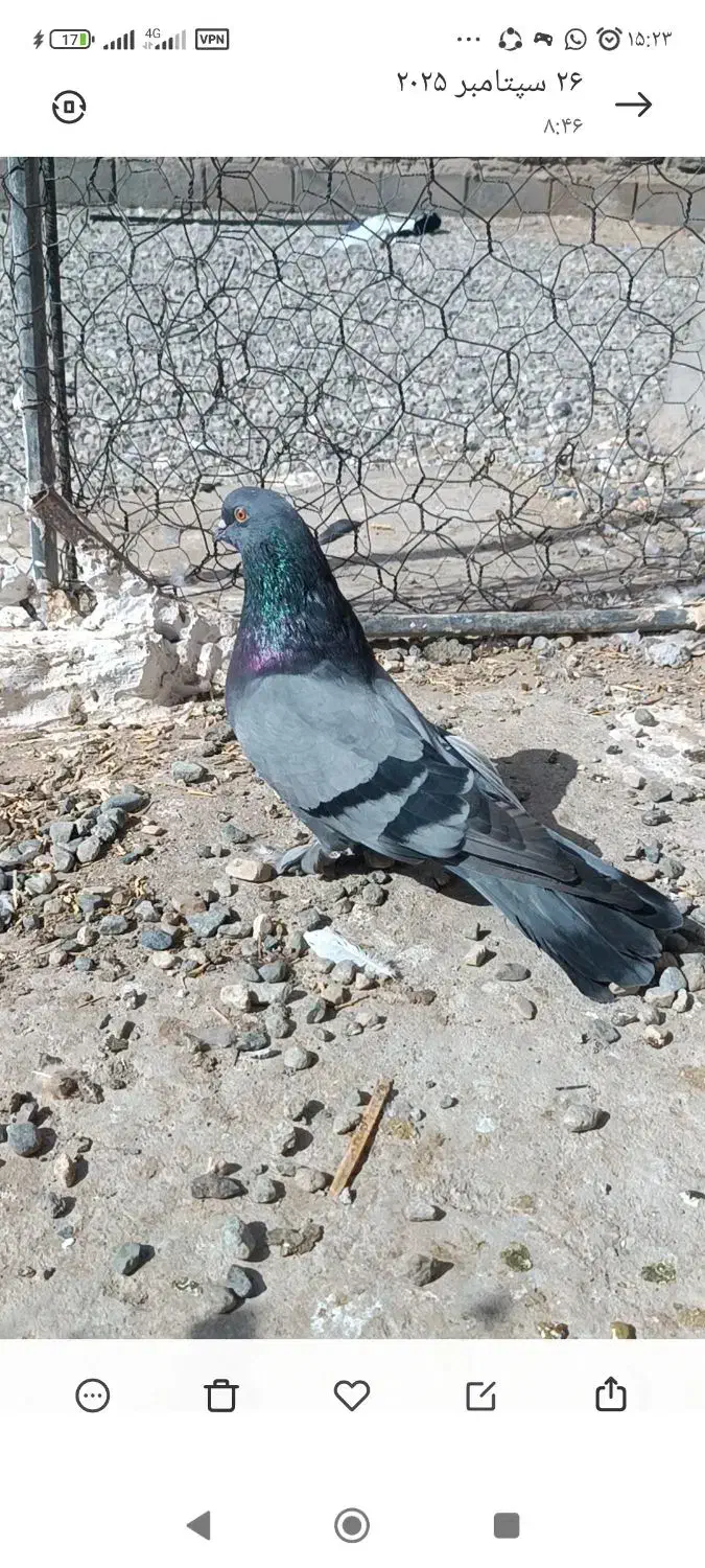 سبز اصیل قدیم نصل خان|پرنده|ریگان, |دیوار