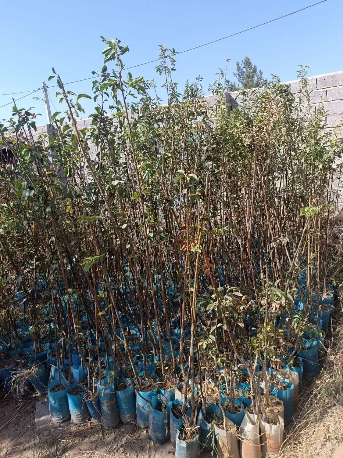 صنوبر / گلابی/ انار / پیوندی / احمد آقایی|خدمات باغبانی و درختکاری|تاکستان, |دیوار