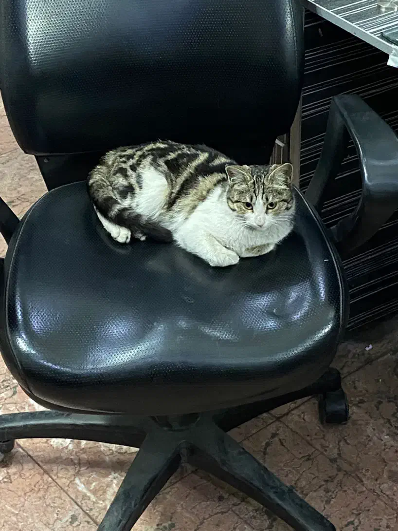 بچه گربه واگذاری|گربه|فردیس, شهرک شهید حسینی|دیوار