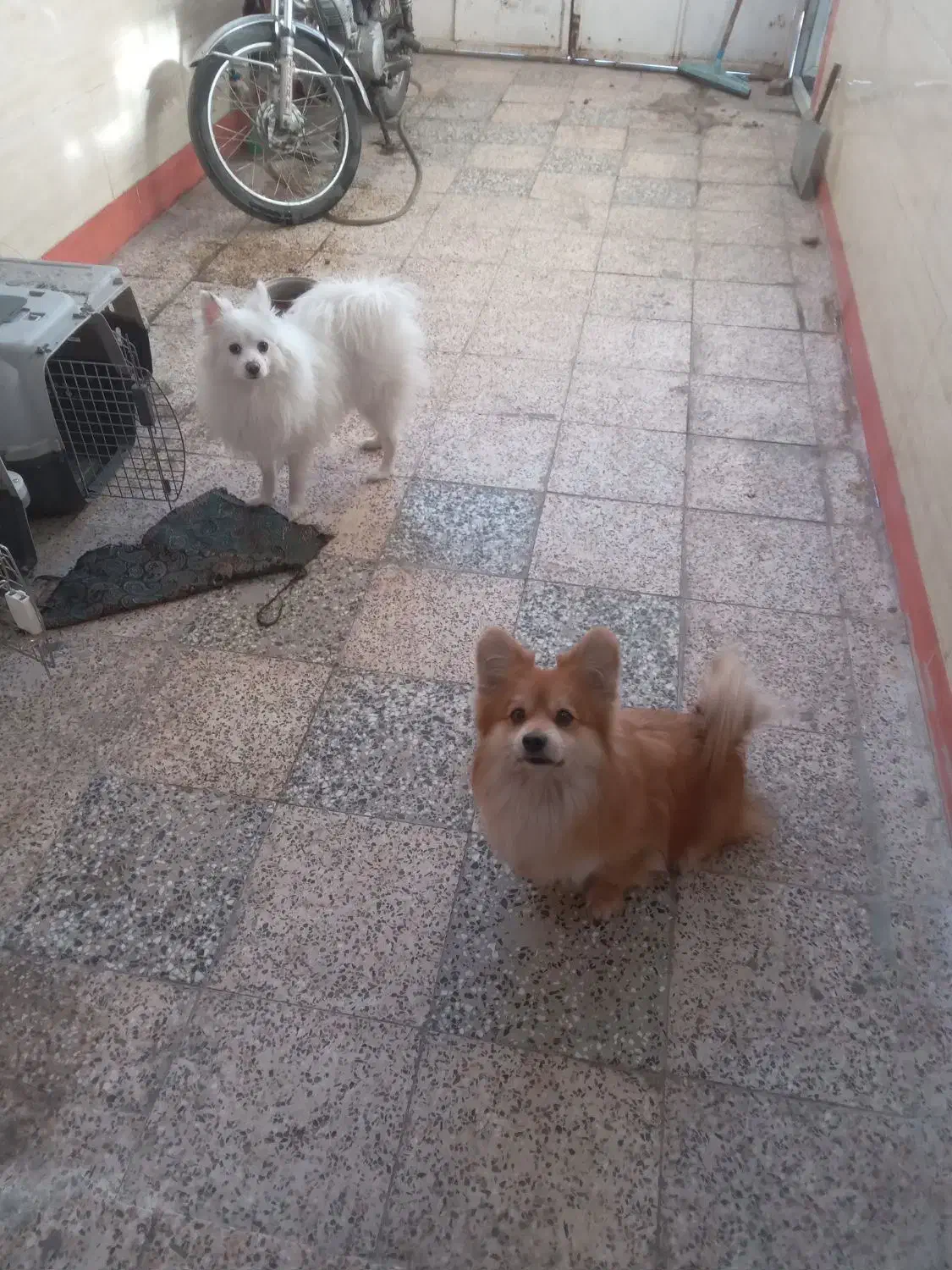 سگ سفید|سگ|دزفول, |دیوار