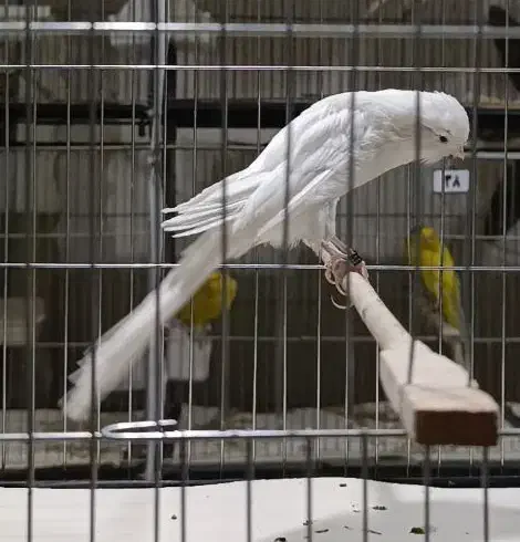 آموزش و فروش قناری|پرنده|ری, اقدسیه|دیوار