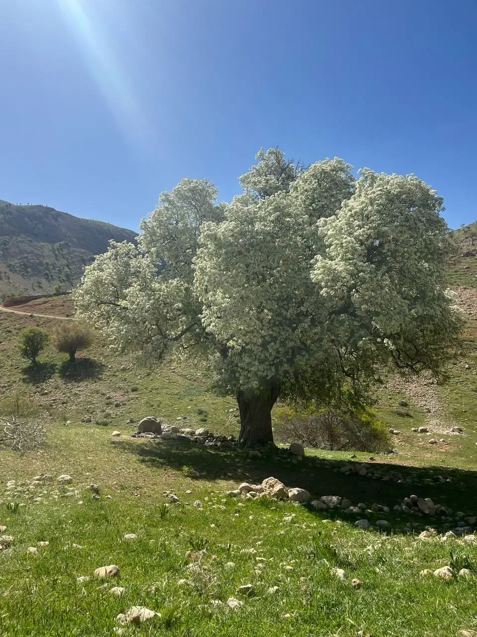 مغازه 90 متری اجاره پیام نور|اجارهٔ مغازه و غرفه|شیراز, شهرک گلستان شمالی|دیوار