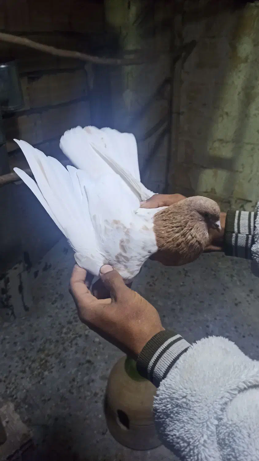 کبوتر پرشی|پرنده|ماهنشان, |دیوار