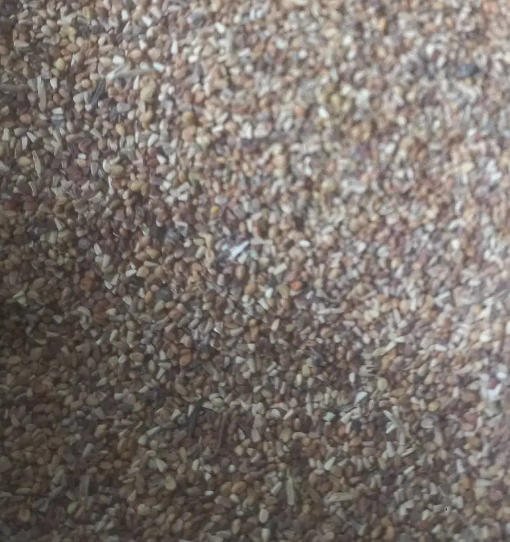 بذر شبدر پایه بلند برسیم|خدمات باغبانی و درختکاری|گرگان, |دیوار